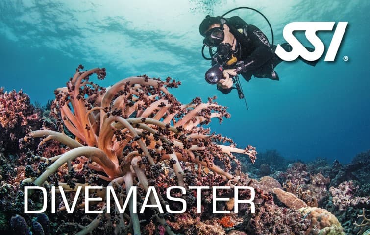 Curso de Divemaster